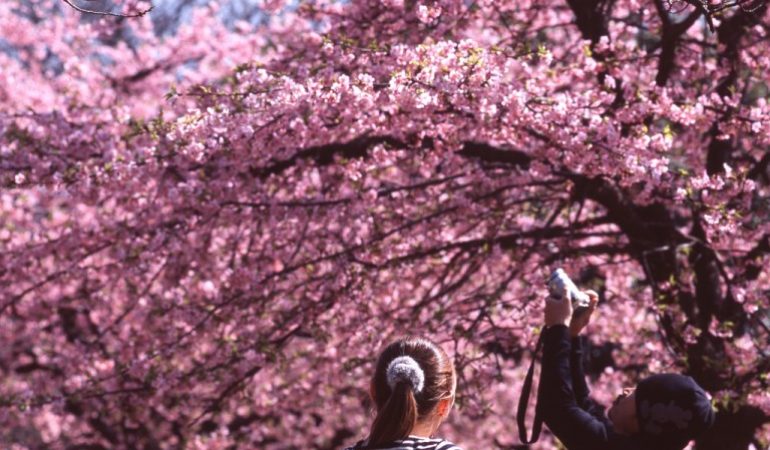Prediksi Sakura Mekar di Jepang 2018 Informasi Jadwal dan Perkiraan