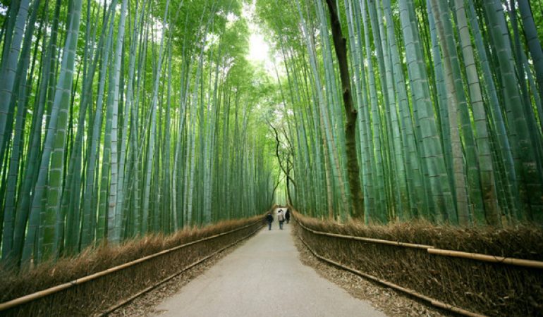 Rekomendasi 12 Tempat Wisata Di Kyoto Jepang Yang Menjadi Pilihan Tepat Anda Untuk Tour Wisata Ke Jepang – Wisata Jepang